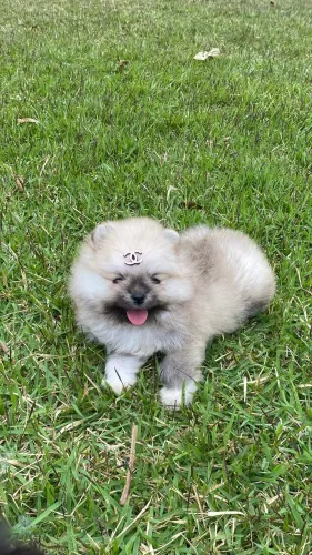 Lulu da Pomerania com pedigree CBKC