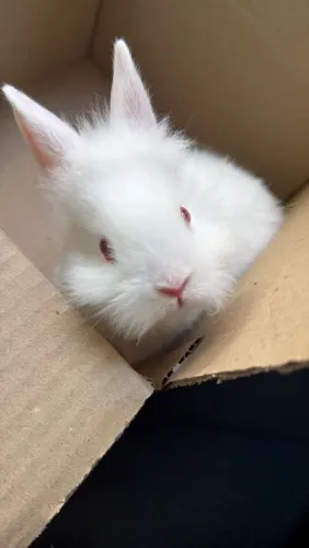 Mini coelho albina
