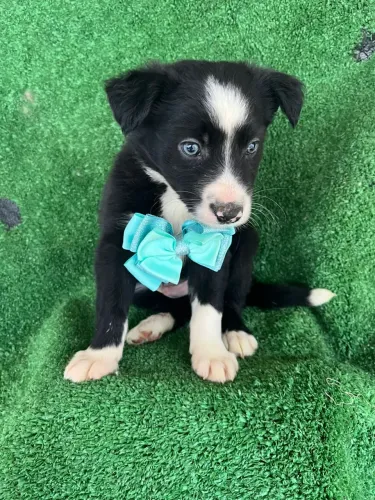 Border Collie Filhotes com Garantias