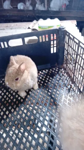 Filhotes de coelhos anão Netherlands macho e fêmea