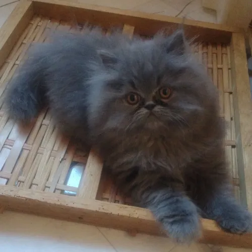 Gato Persa