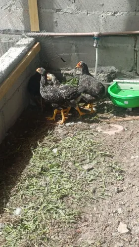 Frangos pintinhos caipira melhorado
