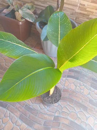 Plantas