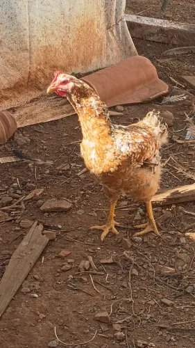 Galinha sertaneja balão