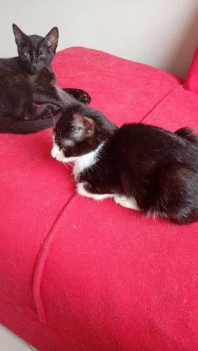 Gatinhos irmãos para adoção