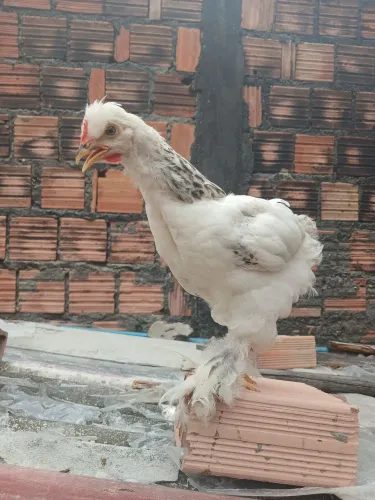 Brahma