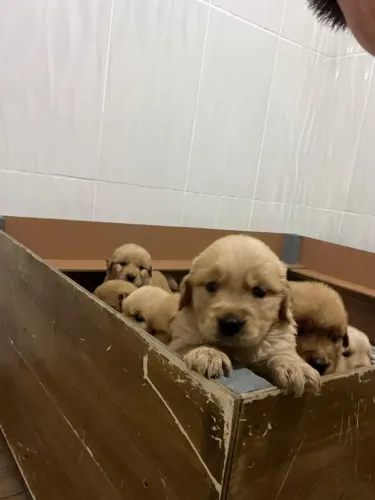Filhotes de Golden Retriever 