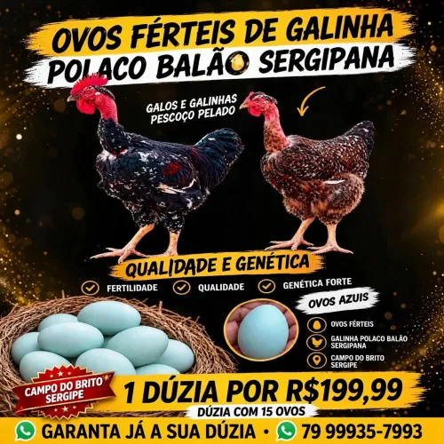 Ovos férteis de galinha polaco balão sergipana