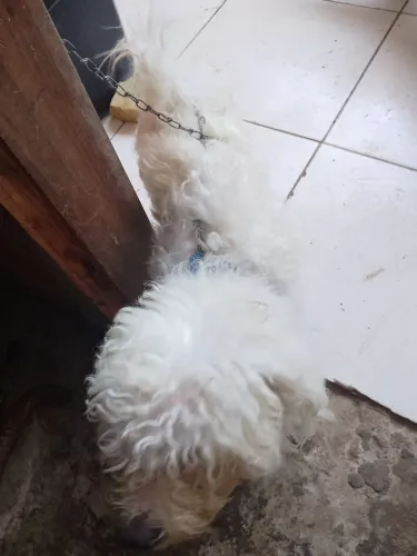 Doando cachorro 