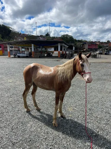 Cavalo manga larga marcha picada
