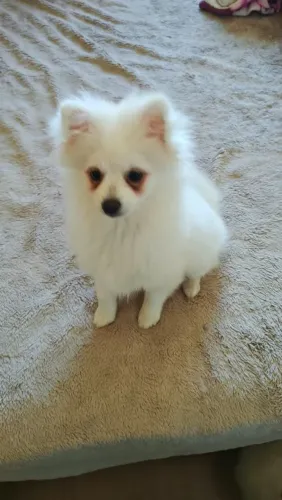 Spitz Alemão Branco filhote pequeno