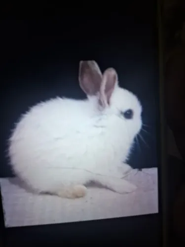 Vendo colho adulto 100 filhotes 50