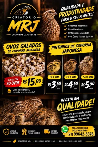 Codornas