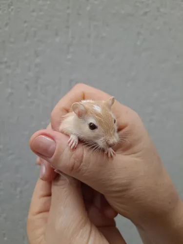 Esquilo da mongolia Gerbil Yellow Fox Red Eye Honey