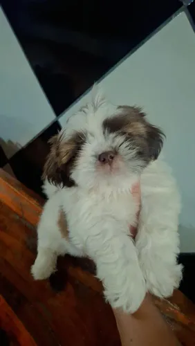 SHIHTZU MACHOS