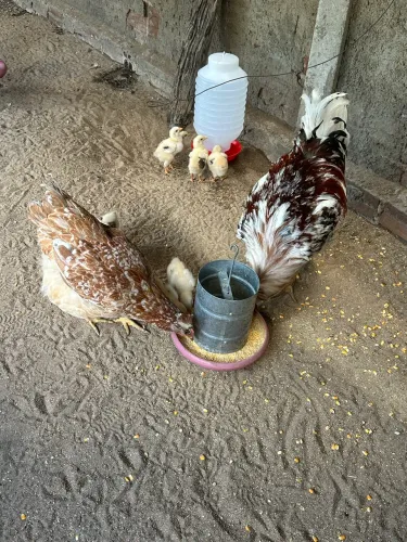 Galinha gsb Sertaneja Balão