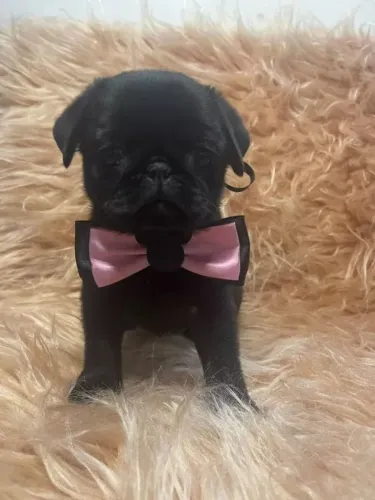 Pug Cachorrinhos disponíveis para reserva imediata