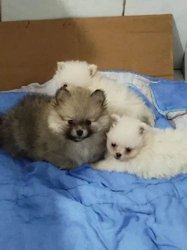 Spitz Alemão Filhotes