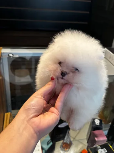 Lulu da pomerania