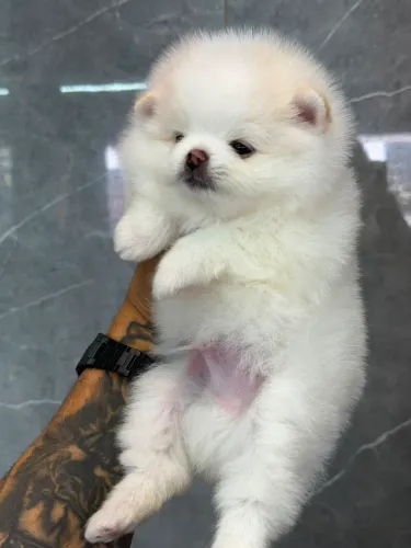 Lulu da Pomerânia, padrão Ursinho Full Face macho 