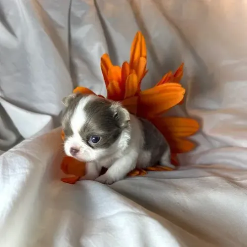 Chihuahua maravilhosa