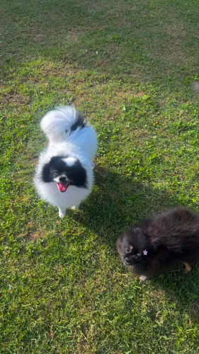 lulu da pomerania 