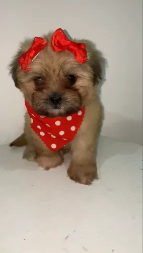 Shih tzu Fêmeas disponíveis.