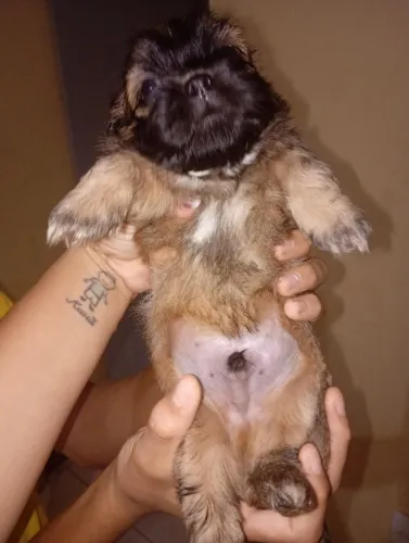 Cachorro