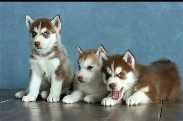 Husky siberiano olhos lindos