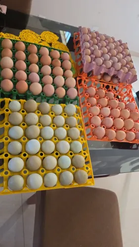 Ovos de galinha e galinhas da angola