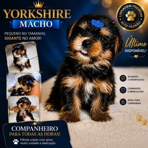Cachorro yorkshire terrier