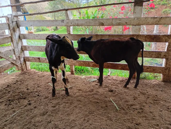 Bezerras 3/4 de holandês a venda,as 2 de inseminação,filhas de vaca de Auta produção!