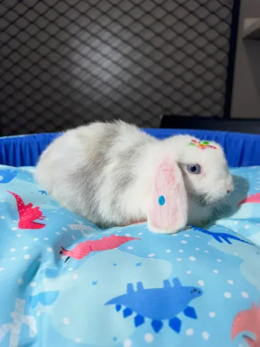 Mini Lop 