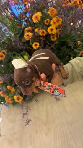 Filhotes de pinscher