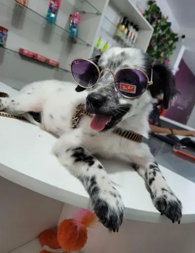 Cachorrinho pra adoção 
