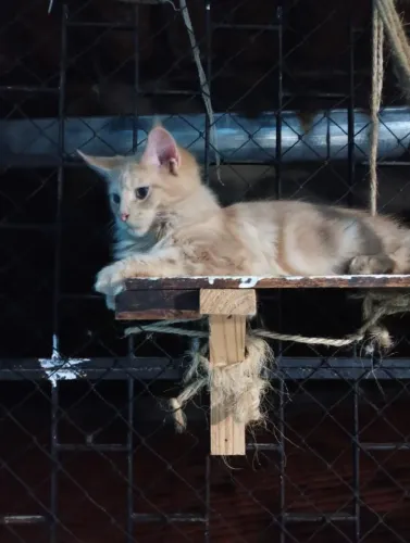 Maine coon disponível para reserva