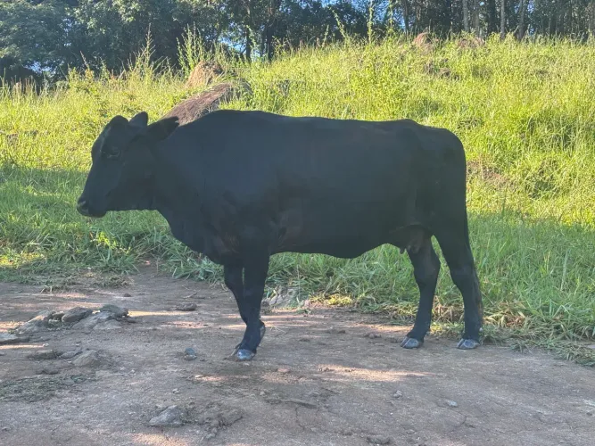 Vendo vaca nova livre de defeito parida de fêmea