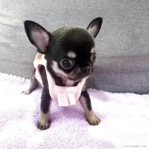 Filhote de cachorro fofo e muito afetuoso Chihuahua