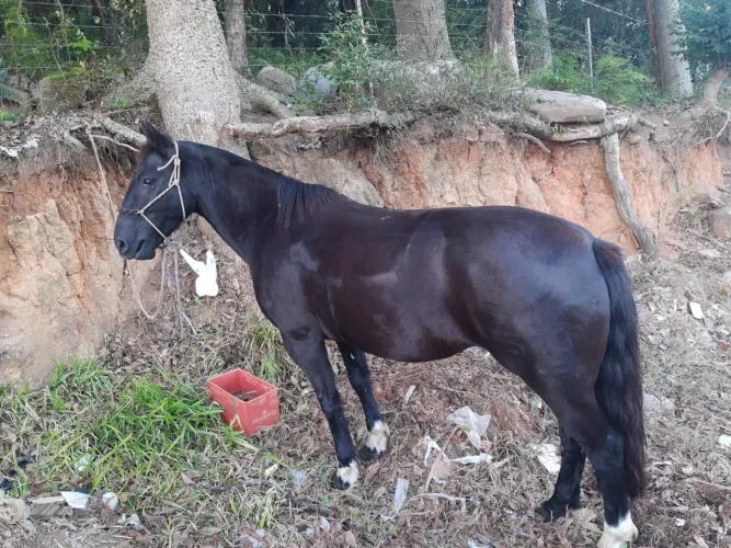 Égua linda e mansa e muito boa 