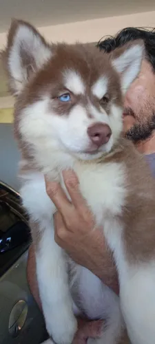 Filhotes Husky Siberiano