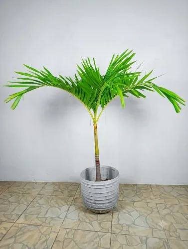 Linda Palmeira Imperial
