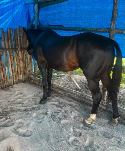 Cavalo quarta de milha