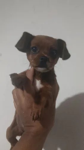 vendo filhote de Pincher fêmea 350.00