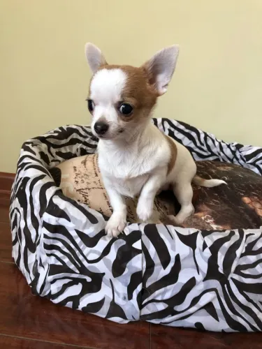 Chihuahua Encantando Com Seu Jeito Especial