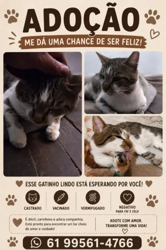 Gatinhos Para Adoção 