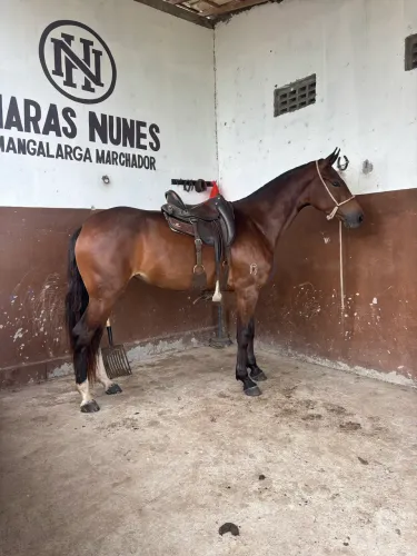 Égua mangalarga marchador