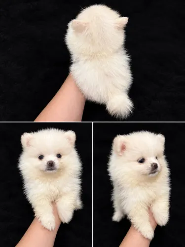Spitz alemão anão linhagem top