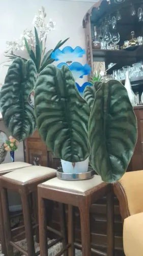 Planta Alocasia