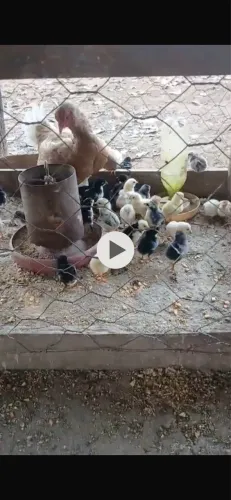 Pintinhos caipiras legítimos 