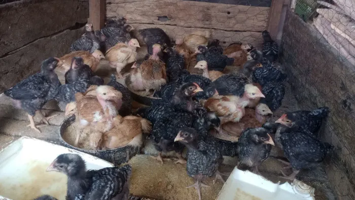 Franguinhos carijó , 20 reais cada um